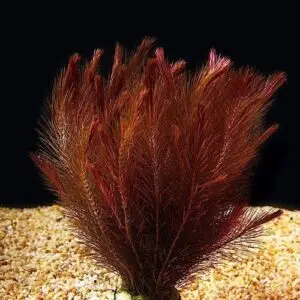 Rotala wallichi mexican