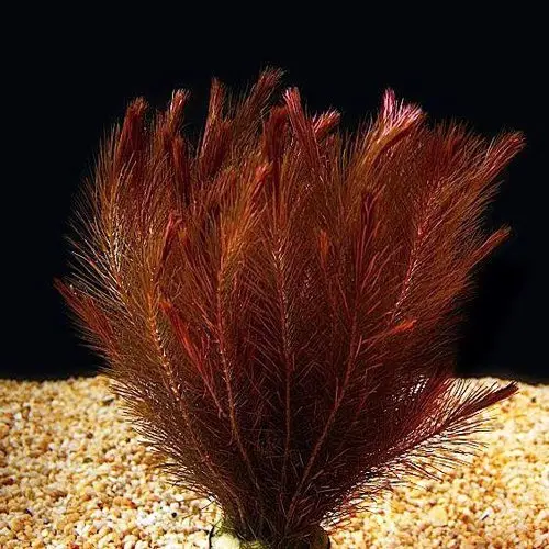 Rotala wallichi mexican