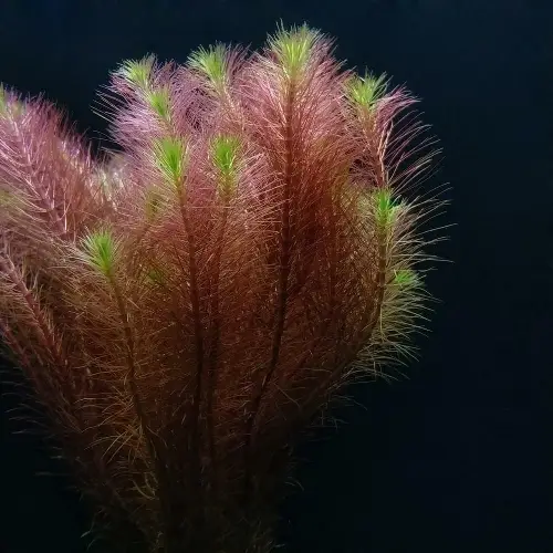 Rotala wallichi mexican