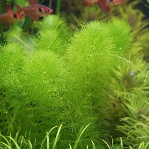 Limnophila Indica mini