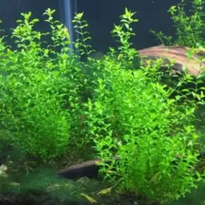 Pearl weed
