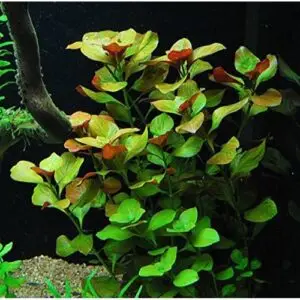 Ludwigia repens