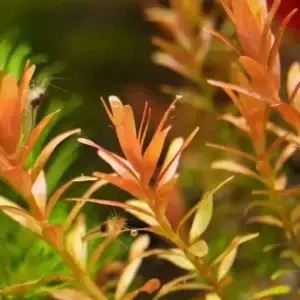 Rotala Rotundifolia Assam Emersed