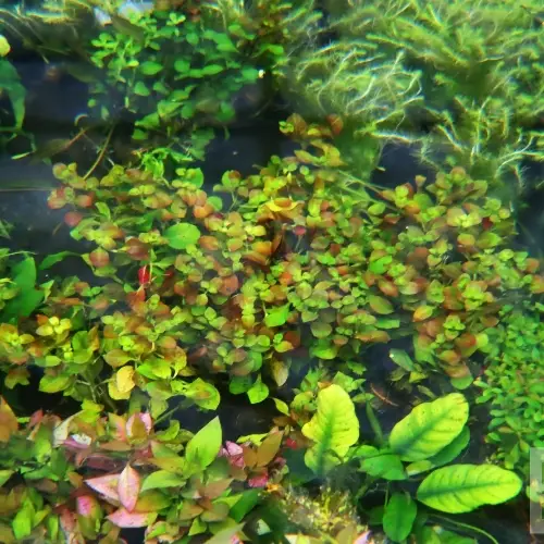 Ludwigia repens