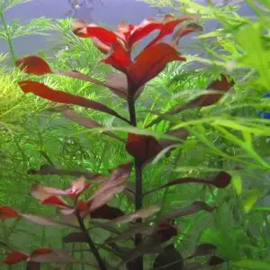 Ludwigia Palustris