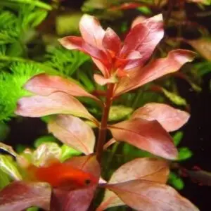 Ludwigia repens Rubin