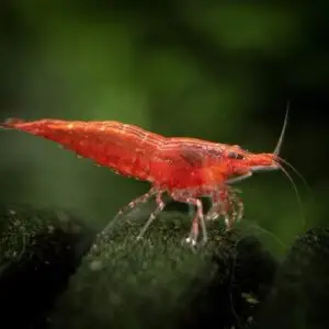 Buy Now Red cherry shrimp