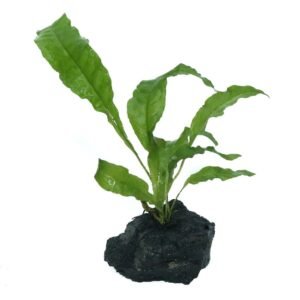 Java Fern (Microsorum Pteropus)